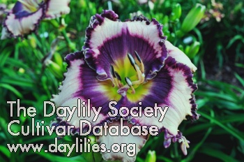 Daylily Razzle Dazzle Candy